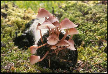 Picture of Mycena haematopus