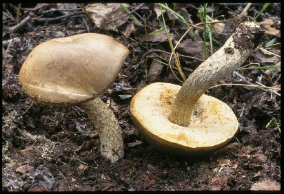 picture of Leccinum scabrum