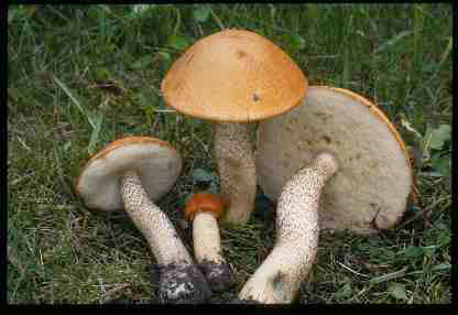 picture of Leccinum insigne