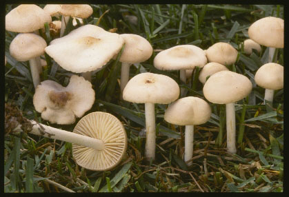 Picture of Marasmius oreades