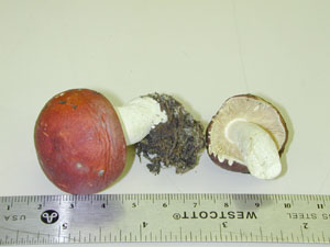 Picture of Russula sericeonitens