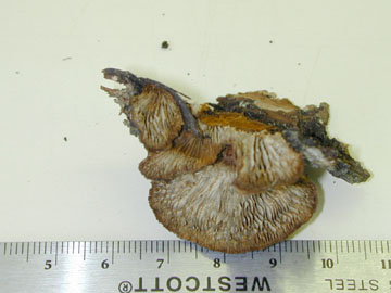 picture of Panellus sp