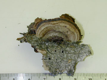 Picture of Panellus sp