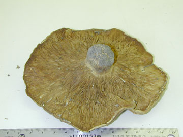 Picture of Paxillus involutus