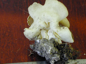 picture of Paxina acetabulum