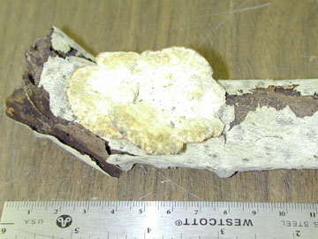 Picture of Phaeolus sp