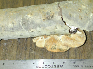 Picture of Phaeolus sp