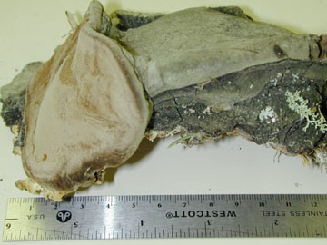 Picture of Phellinus reinosuss