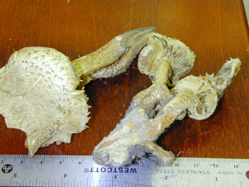 Picture of Pholiota squarrosoides