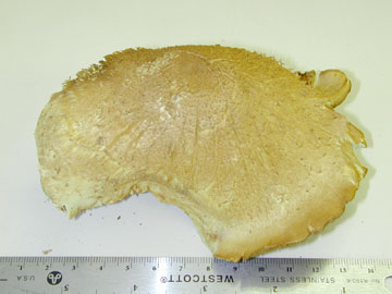 Picture of Pholiota adiposa