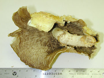 Picture of Pholiota adiposa