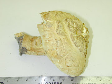 Picture of Pholiota flammans