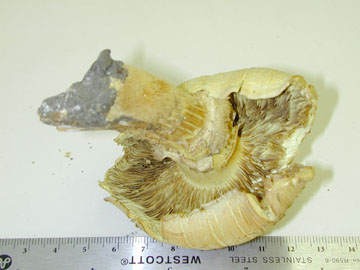 Picture of Pholiota flammans