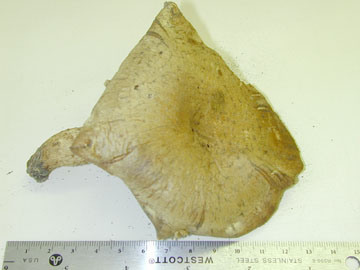 Picture of Pholiota destruens