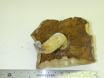 Picture of Pholiota destruens