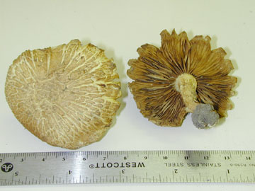 Picture of Pholiota terrestis