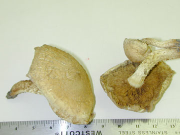 Picture of Pholiota terrestis