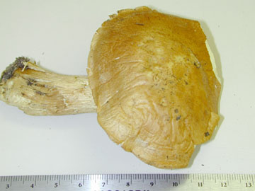 Picture of Pholiota spectabilis