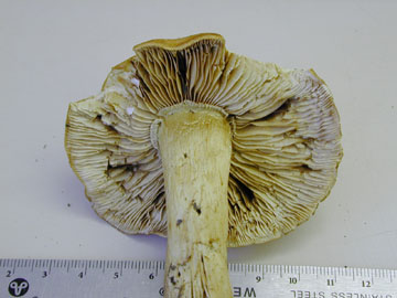 Picture of Pholiota spectabilis