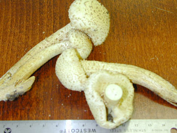 Picture of Pholiota squarrosa