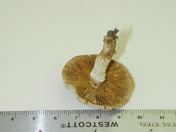 Picture of Pholiota mutabilis