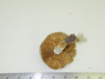 Picture of Pholiota mutabilis