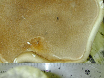 Picture of Piptoporus letulinus
