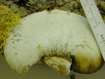 Picture of Piptoporus betulinas