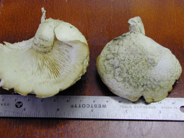 picture of Pleurotus ulmarius