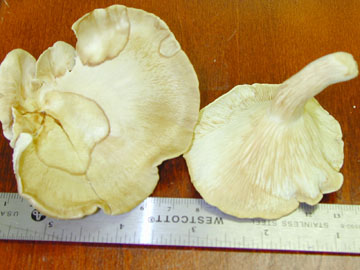 picture of Pleurotus sajor-caja