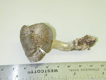 Picture of Pluteus atromarginatus