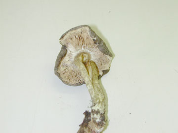 Picture of Pluteus atromarginatus