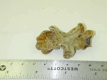 Picture of Polyporus frondosus