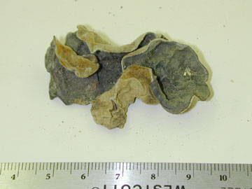 Picture of Polyporus frondosus