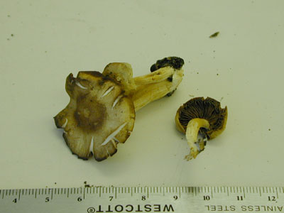 Picture of Psathyrella conissans