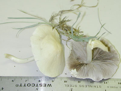 Picture of Psathyrella candolleana