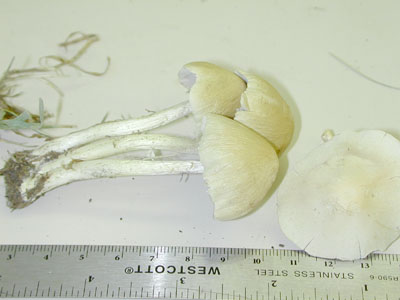 Picture of Psathyrella candolleana