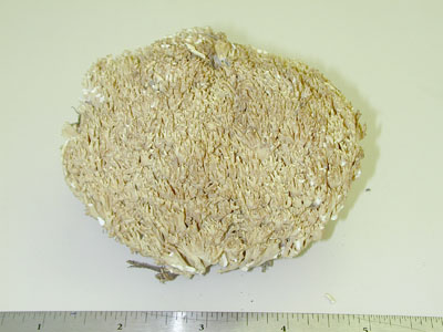 Picture of Ramaria formosa