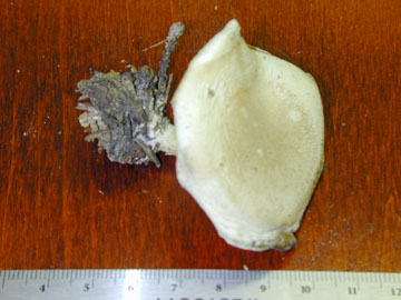 Picture of Rhodopaxillus panaeolus