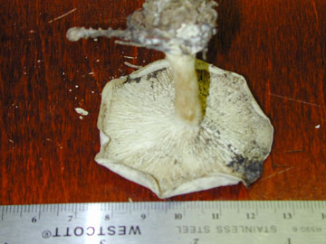 Picture of Rhodopaxillus panaeolus