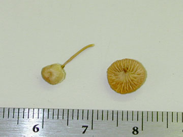 Picture of Richenella fibula