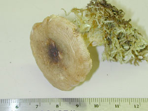 Picture of Russula pectinatoides