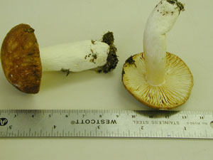 Picture of Russula integra