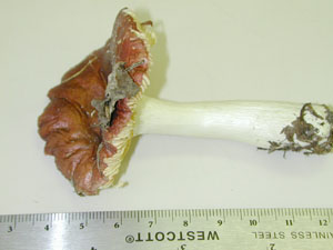 Picture of Russula puellaris