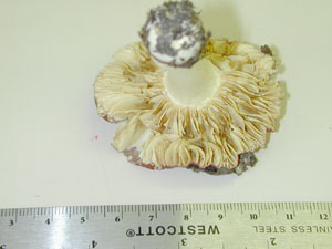 Picture of Russula puellaris