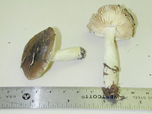 Picture of Russula violacea