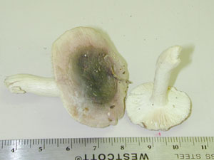 Picture of Russula fragilis