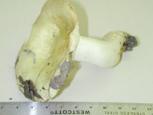 Picture of Russula lutea