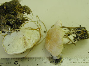 Picture of Russula ochroleuca