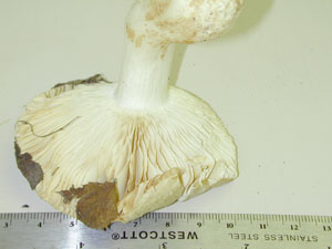 Picture of Russula lutea